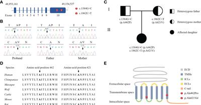 Identification and characterization of novel compound heterozygous variants in FSHR causing primary ovarian insufficiency with resistant ovary syndrome